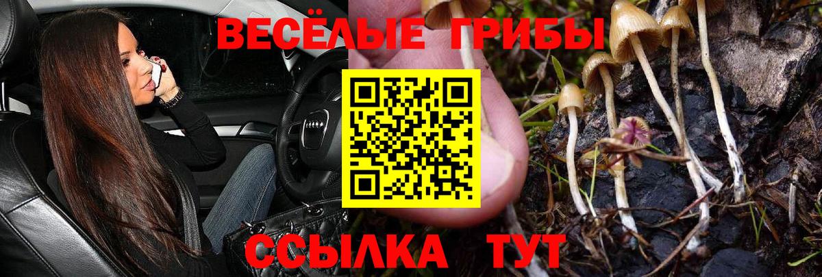 Галлюциногенные грибы Cubensis Псков